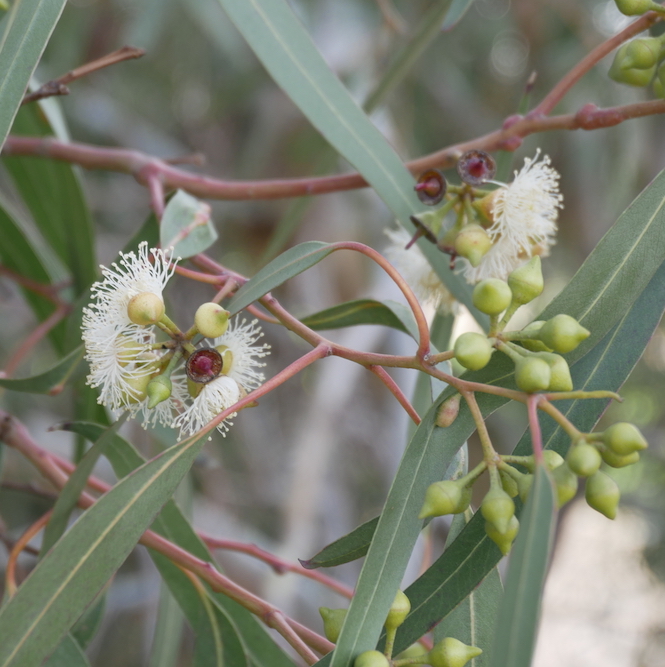 Eucalyptus (Blue Mallee)  15 ml